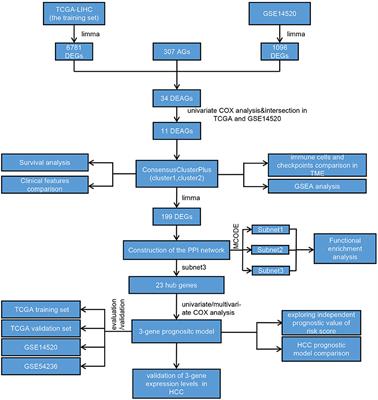 Identification of the Tumor Immune Microenvironment and Therapeutic Biomarkers by a Novel Molecular Subtype Based on Aging-Related Genes in Hepatocellular Carcinoma